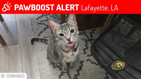 Lost Female Cat last seen Bird of Paradise Ln and Spider Lily Ln, Lafayette, LA 70508