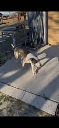 Lost Male Dog last seen Near Gillespie street , Fayetteville, NC 28306