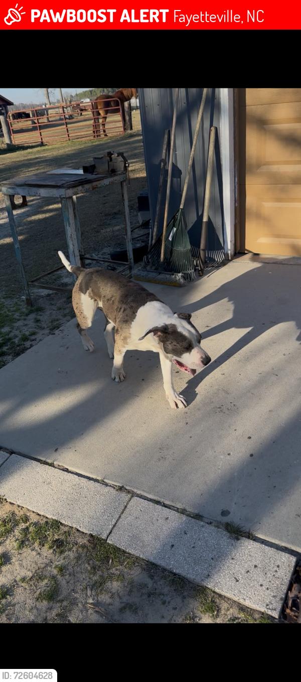 Lost Male Dog last seen Near Gillespie street , Fayetteville, NC 28306