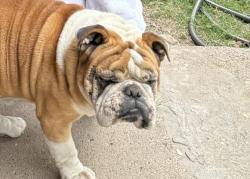 Reunited Male Dog last seen Judith Ave, McAllen, TX 78503
