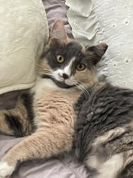 Lost Female Cat last seen Croton and Eau Gallie, Melbourne, FL 32935