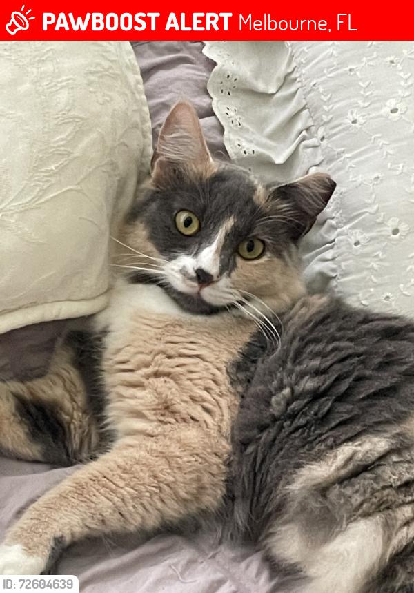 Lost Female Cat last seen Croton and Eau Gallie, Melbourne, FL 32935