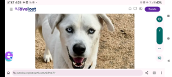 Lost Male Dog last seen wm.cannon , Austin, TX 78744
