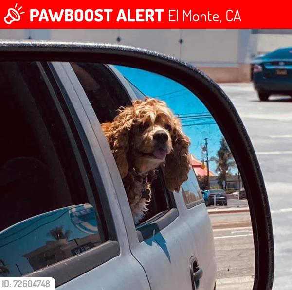 Lost Male Dog last seen Klingerman and Parkway, El Monte, CA 91732