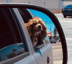 Lost Male Dog last seen Klingerman and Parkway, El Monte, CA 91732