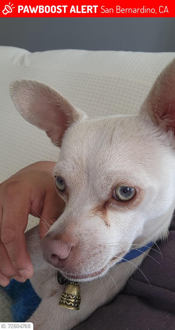 Lost Male Dog last seen Valencia and Highland, San Bernardino, CA 92404