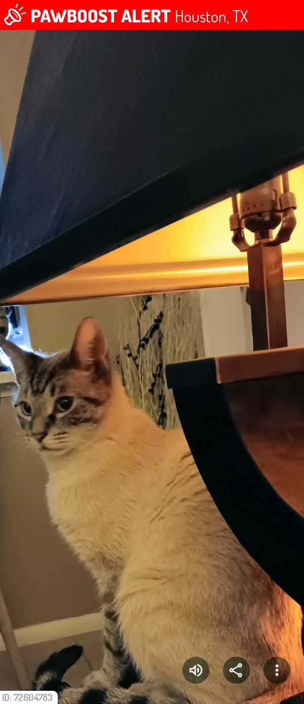 Lost Male Cat last seen Black hawk , Houston, TX 77075