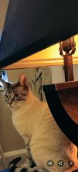 Lost Male Cat last seen Black hawk , Houston, TX 77075