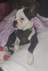 Lost Female Dog last seen Presland/Lola, Ottawa, ON K1K 4C6