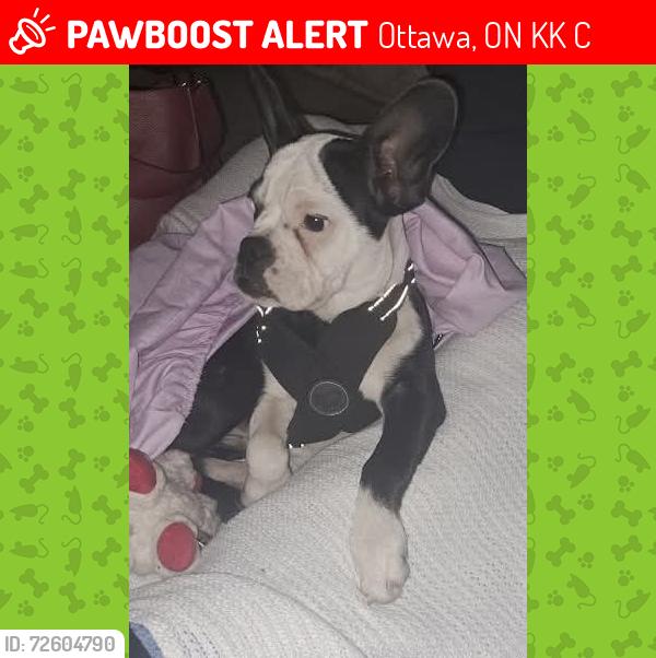Lost Female Dog last seen Presland/Lola, Ottawa, ON K1K 4C6