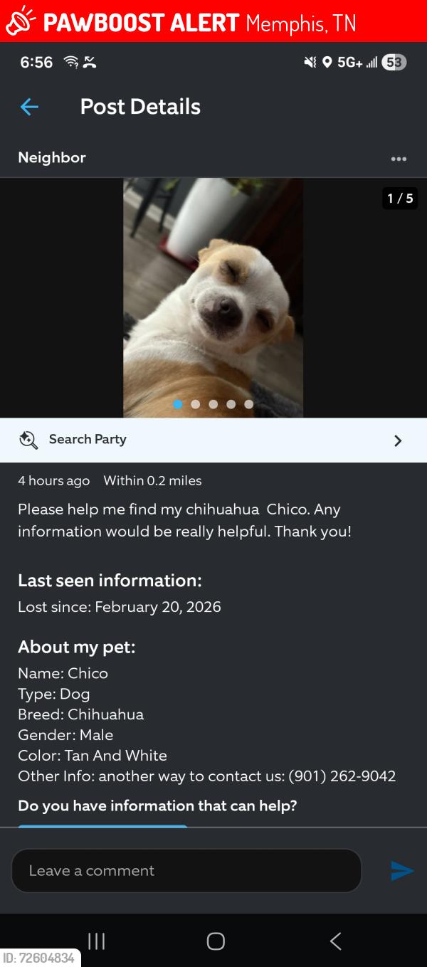 Lost Male Dog last seen Old Brownsville , Memphis, TN 38135