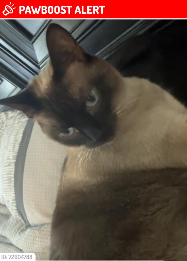 Lost Female Cat last seen Near s fork , North Richland Hills, TX 76182