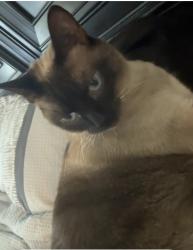 Lost Female Cat last seen Near s fork , North Richland Hills, TX 76182