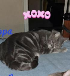 Lost Male Cat last seen Not sure , Violet, LA 70092