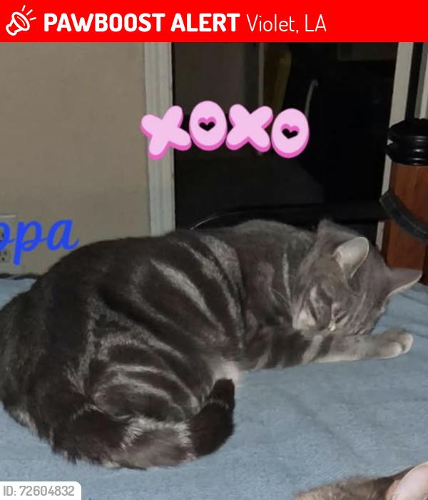 Lost Male Cat last seen Not sure , Violet, LA 70092