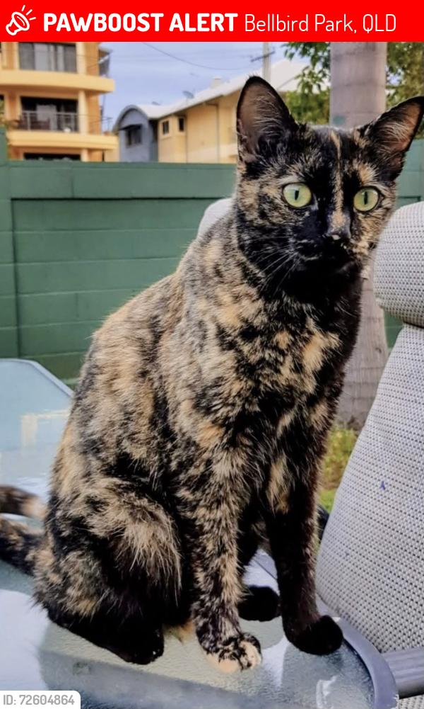 Lost Female Cat last seen Bellbird park primary school, Bellbird Park, QLD 4300