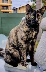 Lost Female Cat last seen Bellbird park primary school, Bellbird Park, QLD 4300