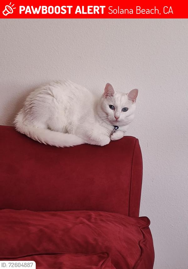 Lost Female Cat last seen Camino De Las Villas, Solana Beach, Solana Beach, CA 92075