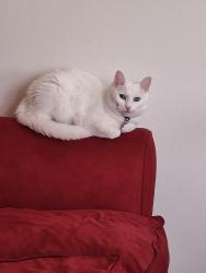 Lost Female Cat last seen Camino De Las Villas, Solana Beach, Solana Beach, CA 92075