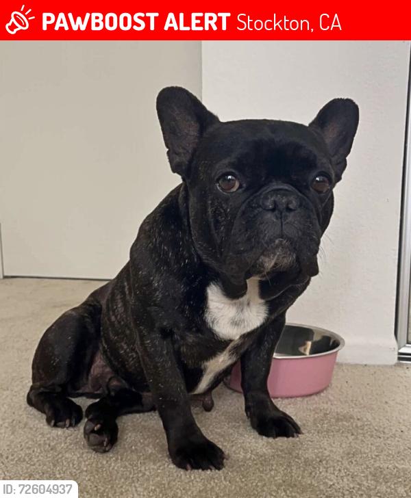 Lost Female Dog last seen Feather River Drive and Driftwood Place, Stockton, CA 95219