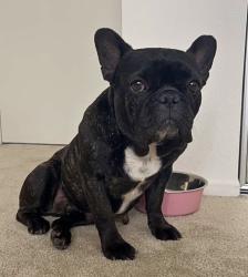 Lost Female Dog last seen Feather River Drive and Driftwood Place, Stockton, CA 95219