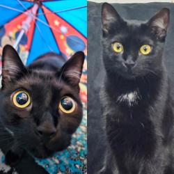 Lost Female Cat last seen Church and 34th St, Brooklyn, NY 11203