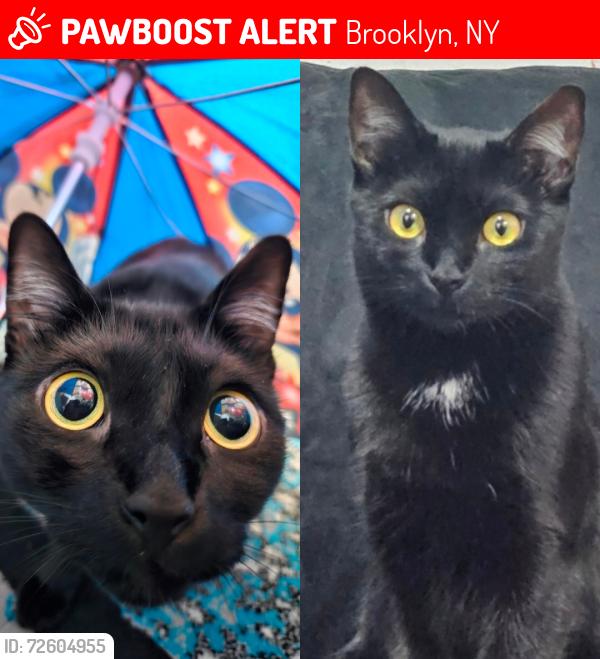 Lost Female Cat last seen Church and 34th St, Brooklyn, NY 11203