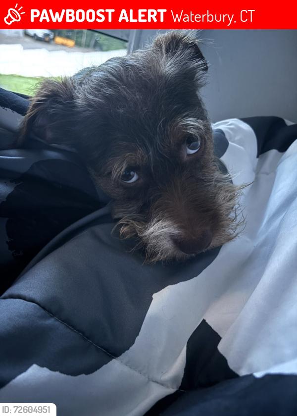 Lost Male Dog last seen Frost rd , Waterbury, CT 06705