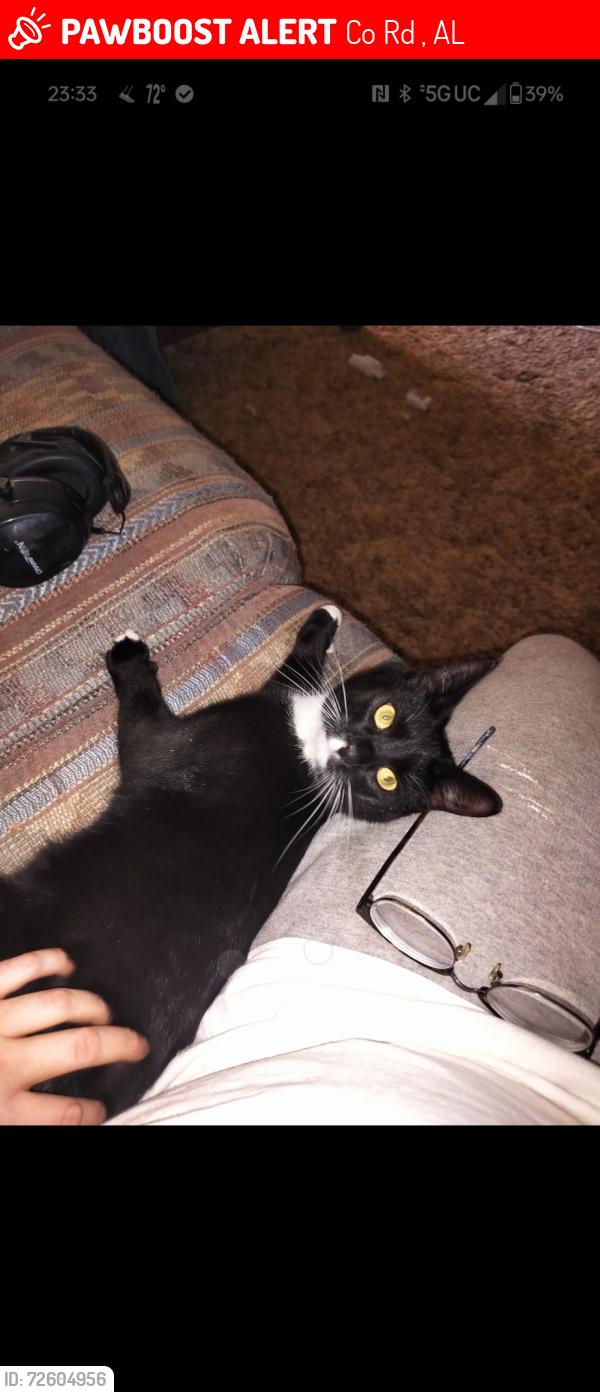Lost Female Cat last seen Gunnells Road , Co Rd 39, AL 36066