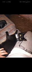 Lost Female Cat last seen Gunnells Road , Co Rd 39, AL 36066
