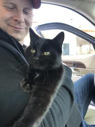 Lost Male Cat last seen M25 and Myrtle Rd, Lakeport, MI 48059