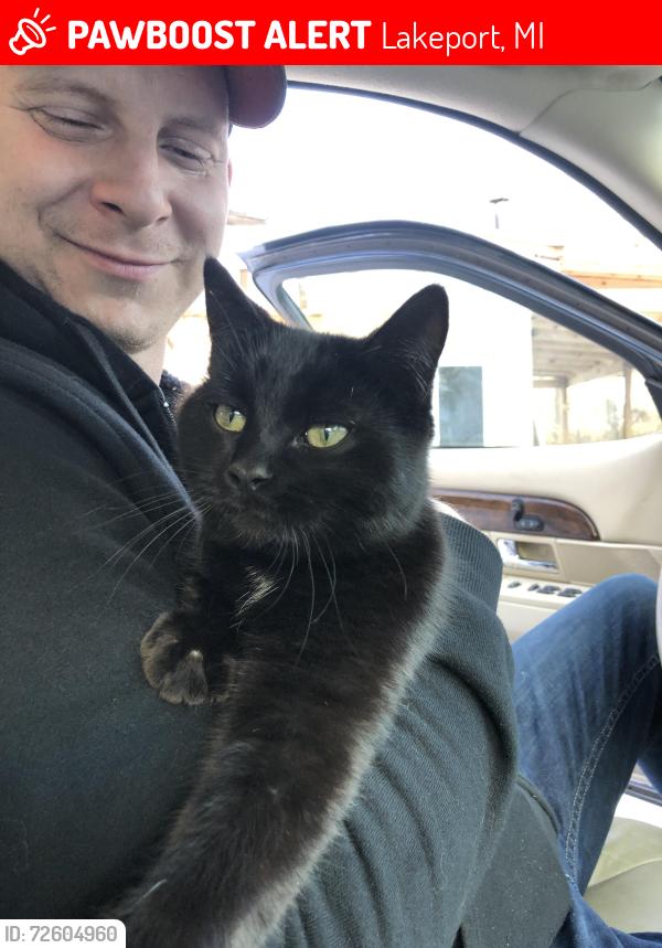 Lost Male Cat last seen M25 and Myrtle Rd, Lakeport, MI 48059