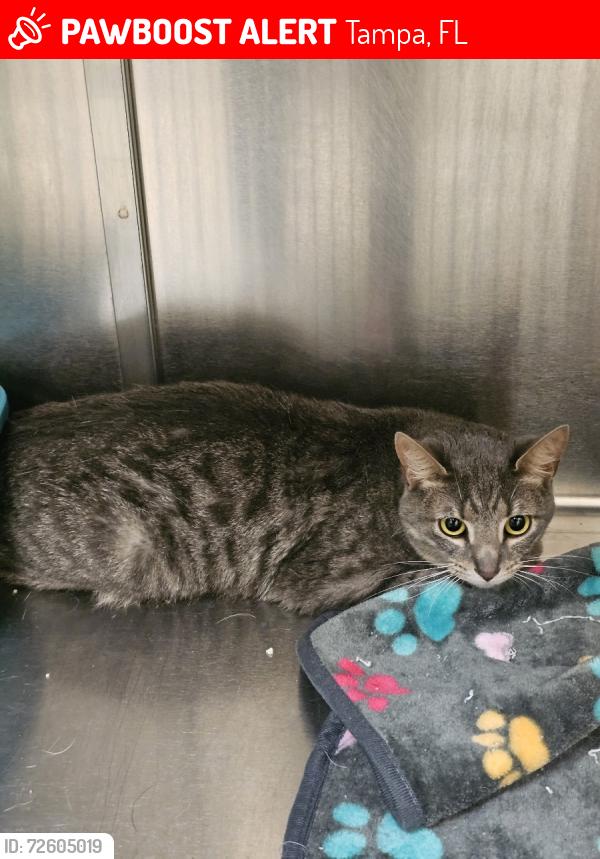 Lost Male Cat last seen Not sure, Tampa, FL 33602