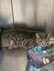 Lost Male Cat last seen Not sure, Tampa, FL 33602