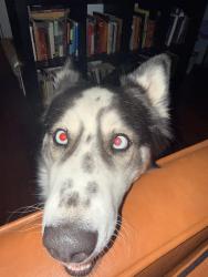 Lost Female Dog last seen Escondido & resler, El Paso, TX 79912