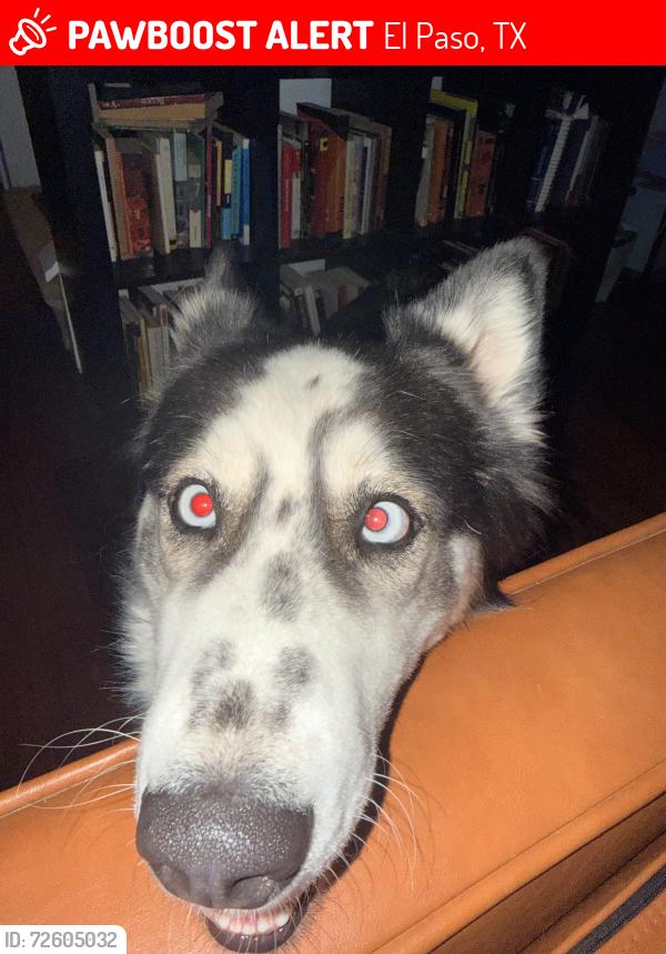 Lost Female Dog last seen Escondido & resler, El Paso, TX 79912