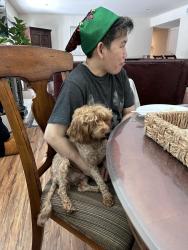 Lost Female Dog last seen Northam Ave, near CVS, Thousand Oaks, CA 91320