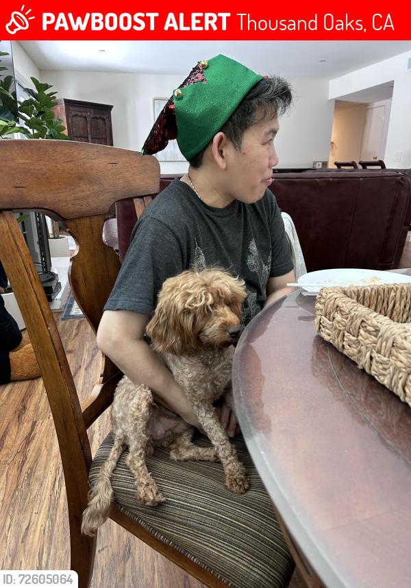 Lost Female Dog last seen Northam Ave, near CVS, Thousand Oaks, CA 91320