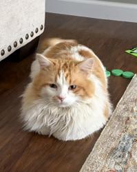 Found/Stray Unknown Cat last seen Ball Road, Schaad Road, Knoxville, TN 37931