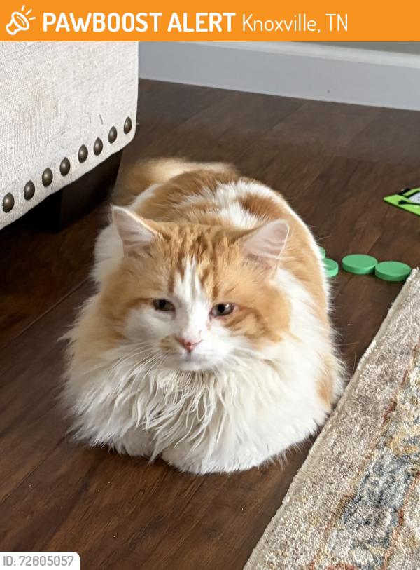 Found/Stray Unknown Cat last seen Ball Road, Schaad Road, Knoxville, TN 37931