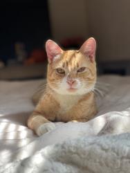 Lost Male Cat last seen Walnut st , Grand Prairie, TX 75050