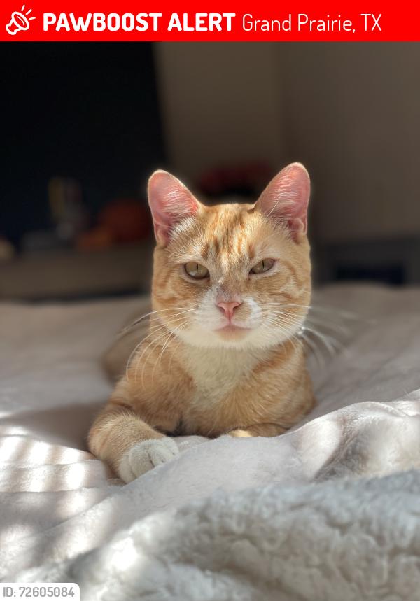 Lost Male Cat last seen Walnut st , Grand Prairie, TX 75050