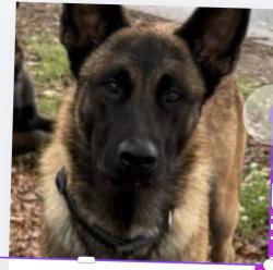 Lost Male Dog last seen Coffee bean, Oxnard, CA 93030