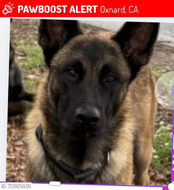 Lost Male Dog last seen Coffee bean, Oxnard, CA 93030