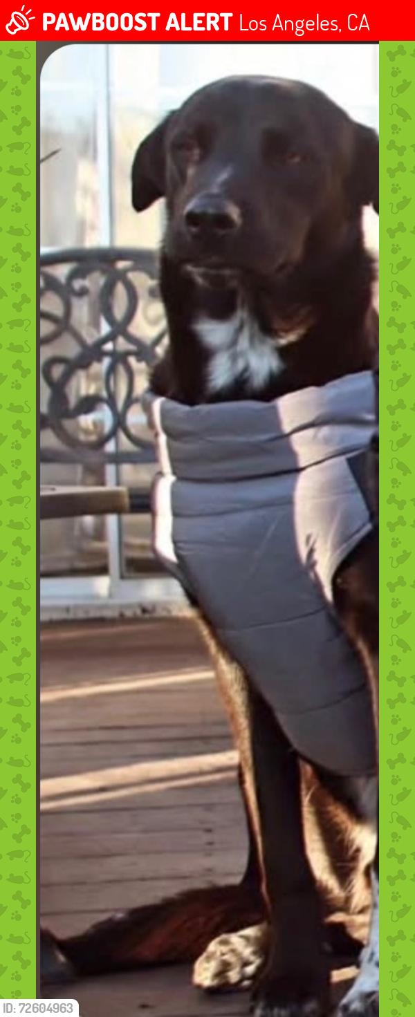 Lost Male Dog last seen 107th & Central, Los Angeles, CA 90002