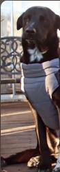 Lost Male Dog last seen 107th & Central, Los Angeles, CA 90002