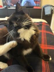 Found/Stray Male Cat last seen Longwood Vista. Buford Hway near farmers market, Doraville, GA 30340