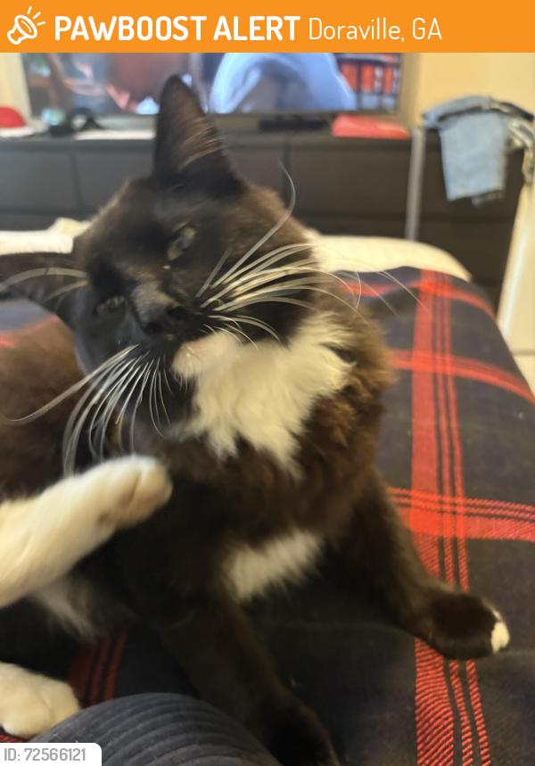 Found/Stray Male Cat last seen Longwood Vista. Buford Hway near farmers market, Doraville, GA 30340