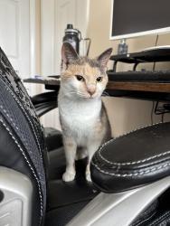 Lost Female Cat last seen N Brownleaf & Grayrock Road, New Castle County, DE 19713