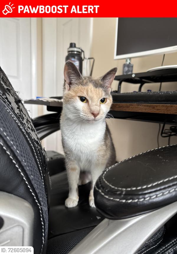 Lost Female Cat last seen N Brownleaf & Grayrock Road, New Castle County, DE 19713